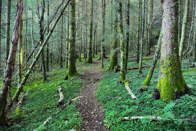 En tett skog med en bunn dekket av myk mose, mens sollyset trenger gjennom trærnes løvverk og maler lyse stråler mot den frodige grunnen. Foto.